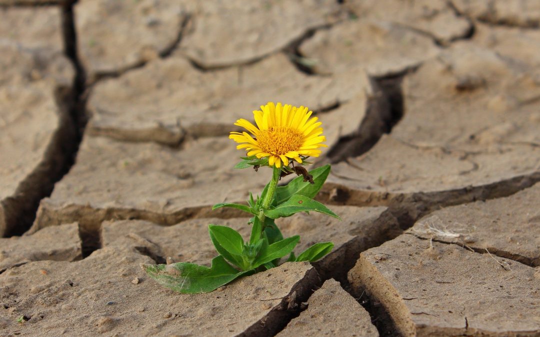 17 de junio – Día Mundial de Lucha contra la Desertificación y la Sequía